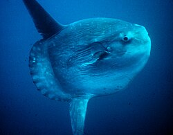 Ikan Mola Mola yang terbaik
