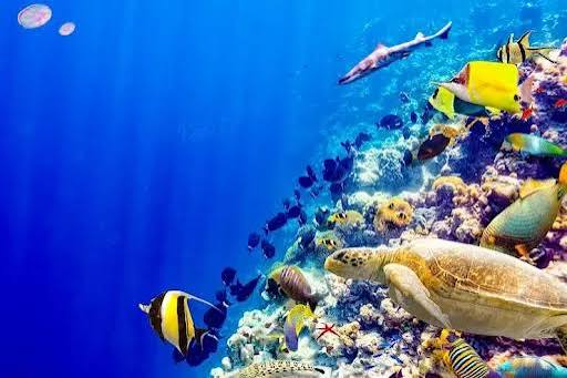 menjaga kebersihan dan kelestarian laut