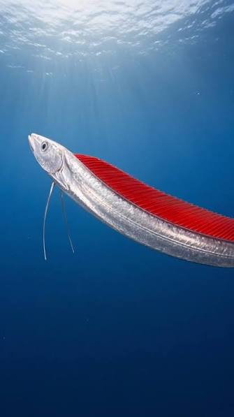 oarfish dan misteri kemunculannya