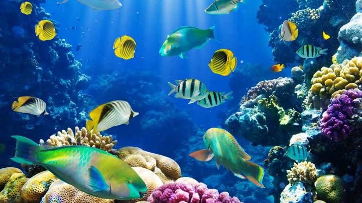 Mengenal Kehidupan di Bawah Laut